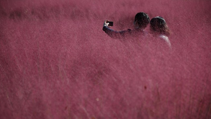 Indahnya Hamparan Rumput Pink di Korea Selatan People enjoy time in a pink muhly grass field at a park in Hanam, South Korea, October 16, 2023. REUTERS/Kim Hong-Ji TPX IMAGES OF THE DAY