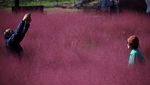 Indahnya Hamparan Rumput Pink di Korea Selatan