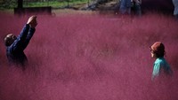 Korea Selatan memiliki pesona berbeda dengan tumbuhan berwarna pink di waktu musim gugur tiba.  