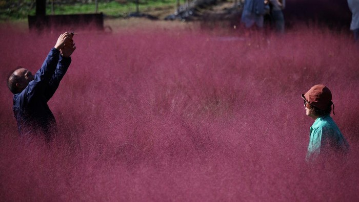 Indahnya Hamparan Rumput Pink di Korea Selatan People enjoy time in a pink muhly grass field at a park in Hanam, South Korea, October 16, 2023. REUTERS/Kim Hong-Ji TPX IMAGES OF THE DAY