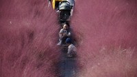 Seorang wanita mengambil foto anaknya di lapangan rumput muhly merah muda di sebuah taman di Hanam, Korea Selatan, Senin (16/10/2023).