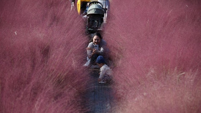 People enjoy time in a pink muhly grass field at a park in Hanam, South Korea, October 16, 2023. REUTERS/Kim Hong-Ji     TPX IMAGES OF THE DAY