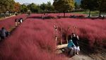 Indahnya Hamparan Rumput Pink di Korea Selatan