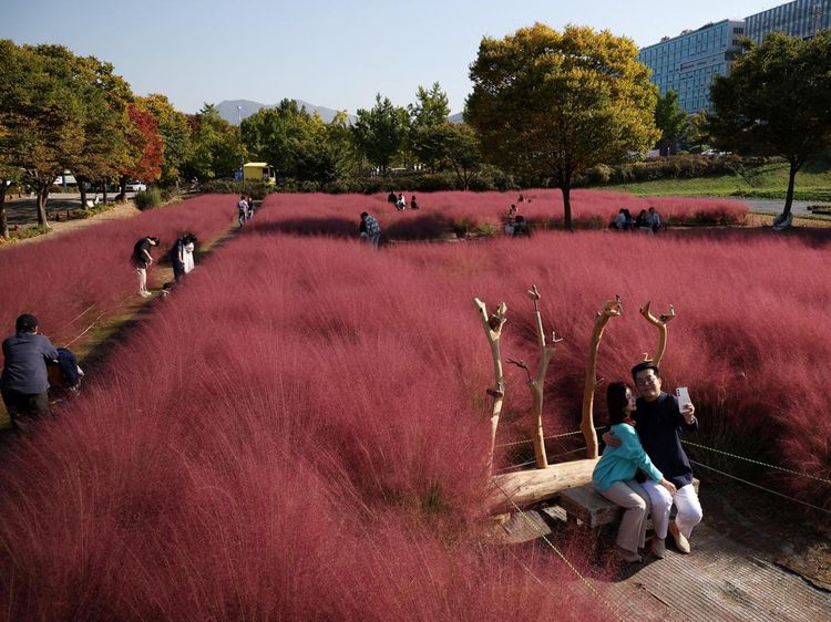 Indahnya Hamparan Rumput Pink di Korea Selatan