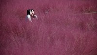 Sebuah taman di Hanam, Korea Selatan dipenuhi rumput muhly yang tentu saja menarik perhatian para warga sekitar.  