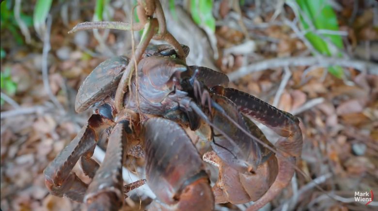 Kepiting kelapa atau kepiting kenari yang ukurannya jumbo