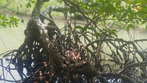 DM saat ditemukan tewas terlungkup di dalam hutan mangrove di Desa Pailelang, Kecamatan Alor Barat Daya, Kabupaten Alor, NTT. (Dok Polres Alor)