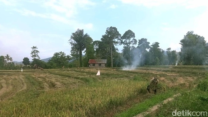 Petani di Mungkajang, Kota Palopo memanen padi.