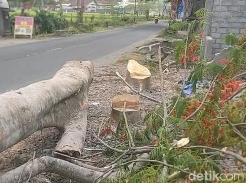 Pohon trembesi yang ditebang SA sebabkan 1 pemotor tewas di Desa Jagaraga Indah, Kecamatan Kuripan, Lombok Barat.