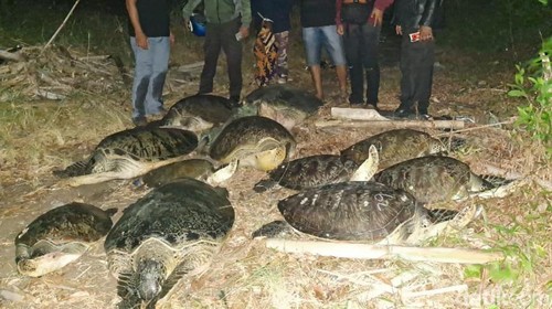 Polisi menggagalkan penyelundupan belasan penyu hijau dari Jawa di perairan Gilimanuk, Jembrana, Bali.