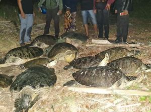 BKSDA Bali Akan Rawat 11 Penyu Selundupan di Serangan
