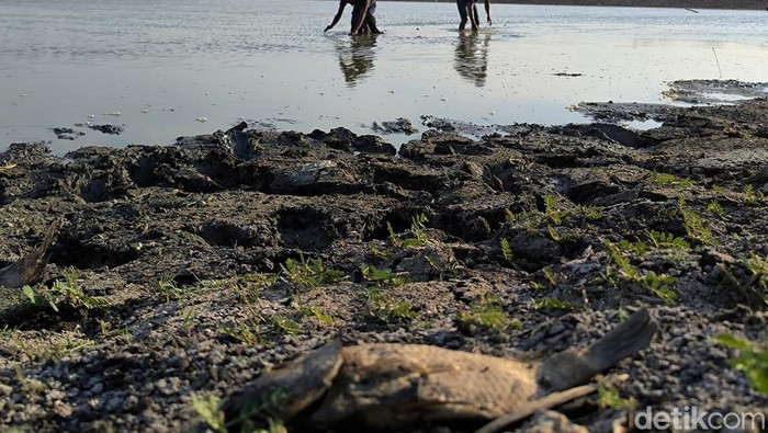 Waduk Bunder Gresik mulai surut dampak kemarau panjang