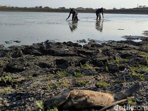 Kemarau Panjang Waduk Bunder Gresik Surut