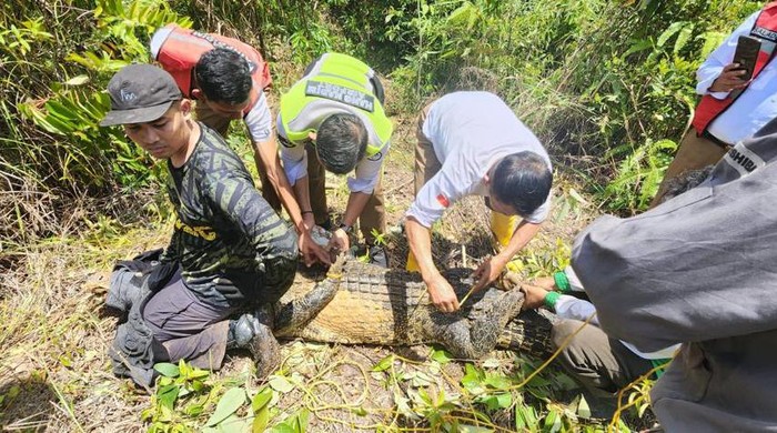 Tangkapan layar penangkapan buaya di kawasan Bandara Hang Nadim Batam.(Foto: Istimewa)