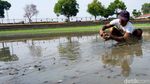 Berkah Pencari Ikan Saat Kolam Raksasa Warisan Majapahit Mengering