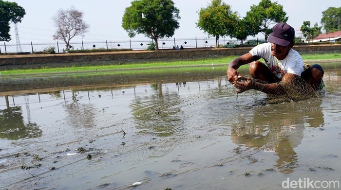 Berkah Pencari Ikan Saat Kolam Raksasa peninggalan Majapahit Mengering Ikan
