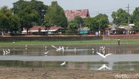 Burung-burung pun juga terlihat mecari ikan dilokasi kolam tersebut.