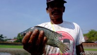 Hasil tangkapan ikan di kolam raksasa warisan Majapahit, Mojokerto.