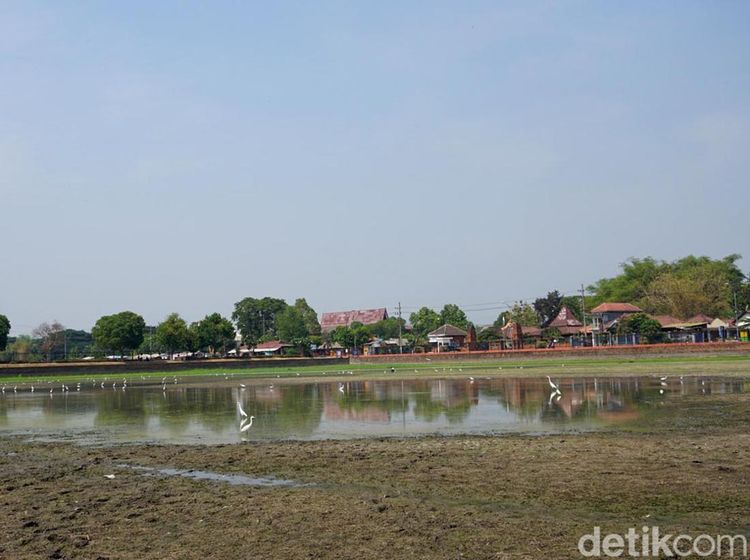 Berkah Pencari Ikan Saat Kolam Raksasa Warisan Majapahit Mengering