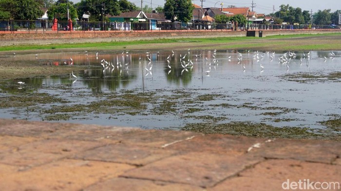 Berkah Pencari Ikan Saat Kolam Raksasa peninggalan Majapahit Mengering Ikan Berkah Pencari Ikan Saat Kolam Raksasa peninggalan Majapahit Mengering Ikan