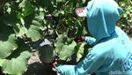 Berkah Petani Melon Lumajang yang Cuan Puluhan Juta
