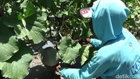 Muhammad Asim (50) petani melon setempat, mengaku bisa memanen 4.000 buah melon di lahan seluas seperempat hektare miliknya.