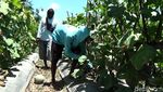Berkah Petani Melon Lumajang yang Cuan Puluhan Juta