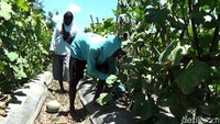 Saat musim kemarau buah melon memiliki kualitas bagus dibandingkan saat musim penghujan.
