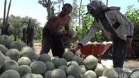 Dengan dibantu sejumlah pekerja, Asim bisa memanen buah melon amanda sebanyak 7 ton. Buah melon amanda dijual Rp 7.000 per kilogram.