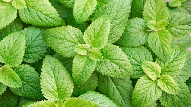 Close up of Shrubby basil in top view ( Ocimum gratissimum L., LAMIACEAE )