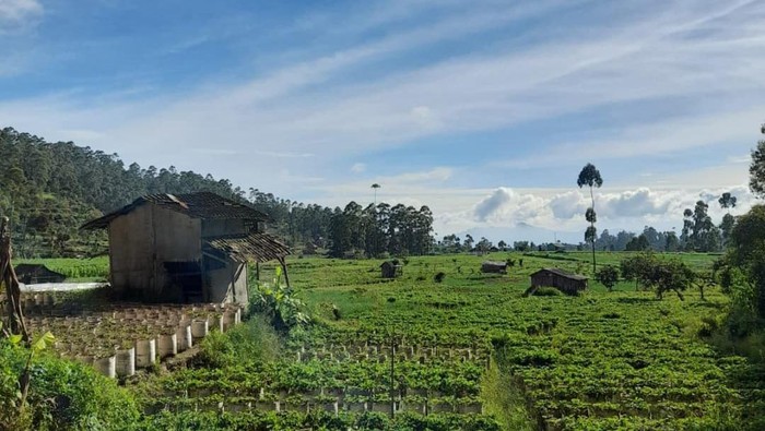 Desa Wisata Alamendah, Ciwidey, Kabupaten Bandung.