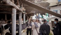 Ingin merasakan nuansa pedesaan dan berkunjung ke peternakan? bisa juga dilakukan di sini. Pasalnya di sini terdapat peternakan sapi perah yang dapat dikunjungi. Selain itu traveler pun dapat mempelajari cara dan teknik peternakan sapi perah. (Instagram.com/desawisata_alamendah/)