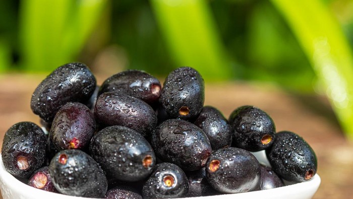 Ilustrasi buah jamblang