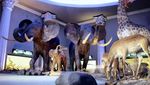 Keunikan dari Museum Satwa-Batu Secret Zoo
