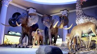Keindahan Satwa yang ada di Museum Satwa.
