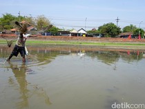 Kolam Segaran Warisan Majapahit yang Mengering Jadi Berkah Pencari Ikan
