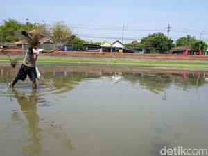 Kolam Segaran Warisan Majapahit yang Mengering Jadi Berkah Pencari Ikan