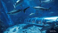 Pesona dari Apex Predators of the Seas.