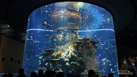 Keindahan dari School of Fish.
