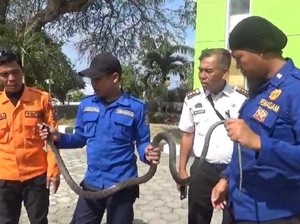 Ular King Cobra Nyaris Masuk Rumah Warga di Parepare, Damkar Evakuasi