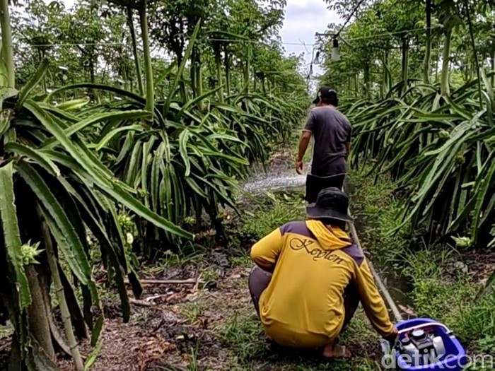 petani buah naga Banyuwangi