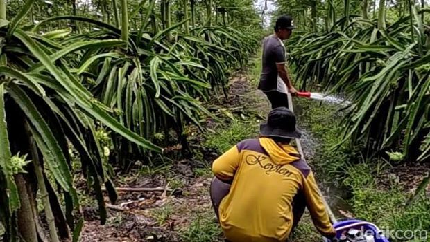 petani buah naga Banyuwangi