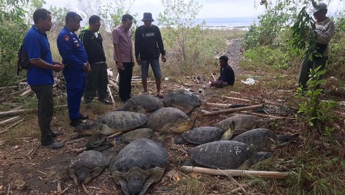 Polisi menggagalkan penyelundupan belasan penyu hijau dari Jawa di perairan Gilimanuk, Jembrana, Bali.