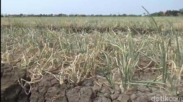 Tanaman bawang terkena penyakit janda pirang di Brebes. Foto diunggah pada Rabu (18/10/2023).