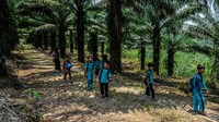 Siswa SDN 3 Marga Jaya bersama ibu guru Zubaedah berjalan menembus perkebunan sawit di Sangiang Jaya, Lebak, Banten, Kamis (19/10/2023). 