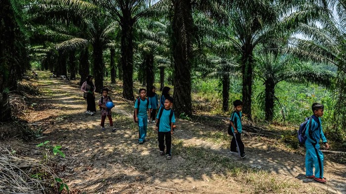 Akses Sulit, Siswa SD di Lebak Jalan 2 Km ke Sekolah Siswa SDN 3 Marga Jaya bersama ibu guru Zubaedah berjalan menembus perkebunan sawit di Sangiang Jaya, Lebak, Banten, Kamis (19/10/2023). Minimnya akses jalan menuju sekolah mereka mengakibatkan para siswa dan guru terpaksa melintasi hutan dan jembatan bambu yang rusak, sejauh 2 kilometer dari pemukiman. ANTARA FOTO/Muhammad Bagus Khoirunas/Spt.
