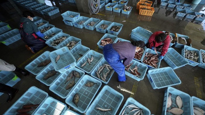 Badan Energi Atom IAEA Uji Sampel Hasil Laut di Fukushima A member of the team of experts from the International Atomic Energy Agency (IAEA) observes the inshore fish as the sample at Hisanohama Port in Iwaki, northeastern Japan Thursday, Oct. 19, 2023. They are visiting Fukushima for its first marine sampling mission since the Fukushima Daiichi nuclear power plant started releasing the treated radioactive wastewater into the sea. (AP Photo/Eugene Hoshiko, Pool)