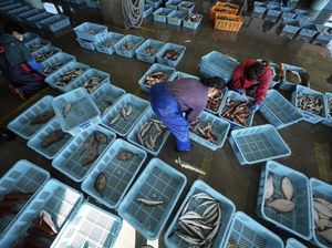 Ikan di Fukushima Bakal Diteliti Tim Ilmuwan Terkait Limbah Nuklir