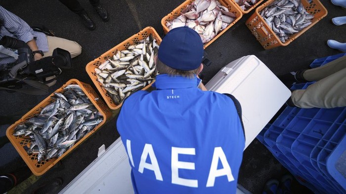 A member of the team of experts from the International Atomic Energy Agency (IAEA) observes the inshore fish as the sample at Hisanohama Port in Iwaki, northeastern Japan Thursday, Oct. 19, 2023. They are visiting Fukushima for its first marine sampling mission since the Fukushima Daiichi nuclear power plant started releasing the treated radioactive wastewater into the sea. (AP Photo/Eugene Hoshiko, Pool)