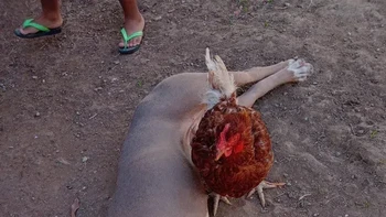 Jangan salah lihat, itu anjing dan ayam. Foto: Reddit